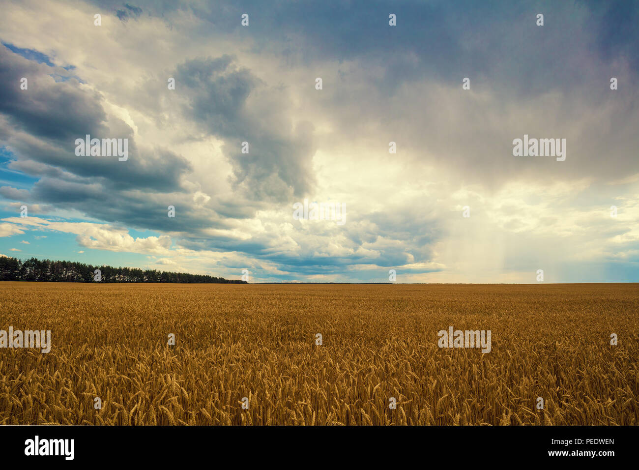 Golden wheatfield con il drammatico cielo nuvoloso. La bellissima natura Foto Stock