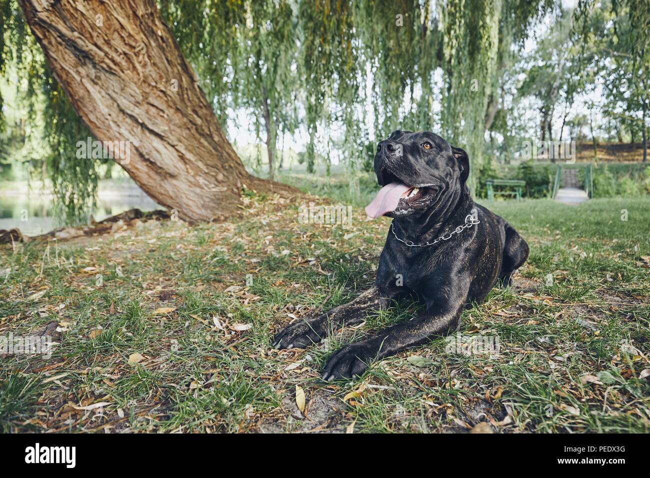 Ritratto di giovane cane corso cane rilassante sotto agli alberi nel parco pubblico durante il giorno d'estate. Foto Stock