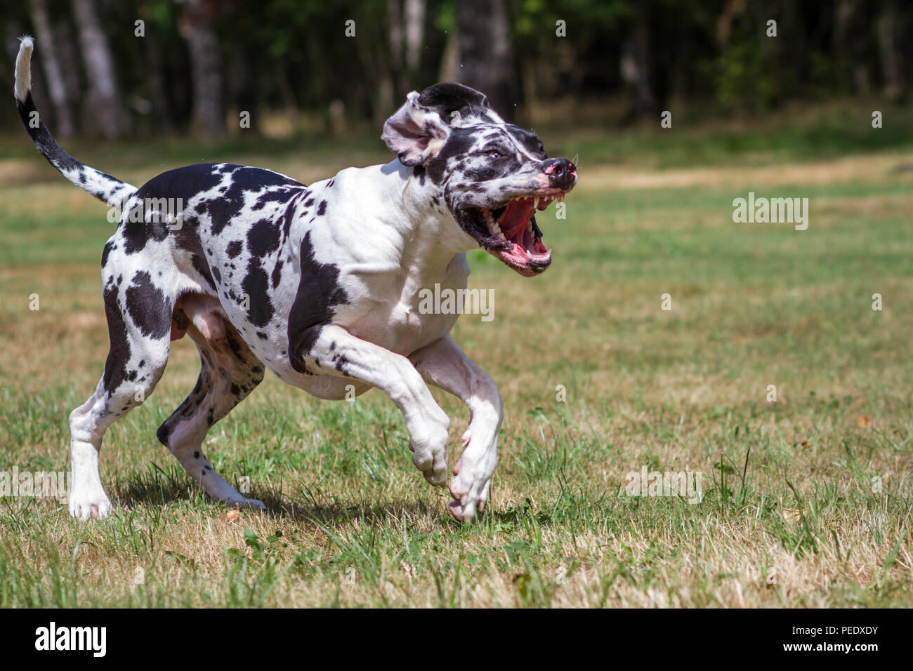 Harlequin Great Dane Harlekin - Deutsche Dogge Foto Stock