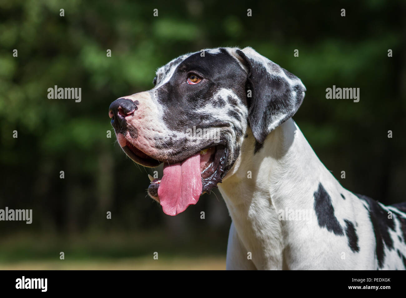 Harlequin Great Dane Harlekin - Deutsche Dogge Foto Stock