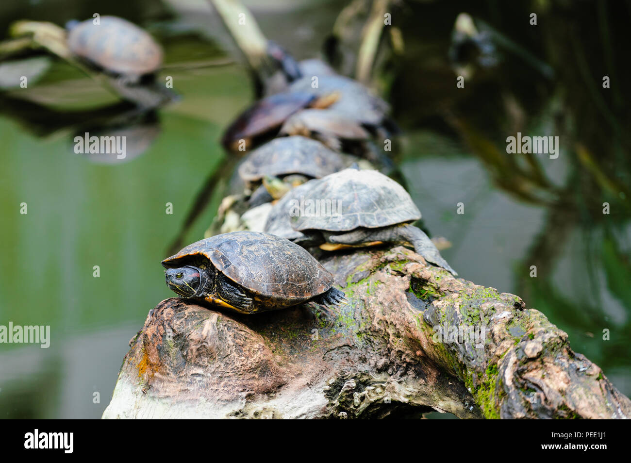 Gruppo di rosso-eared slider turtle su un ramo in medio di acqua Foto Stock