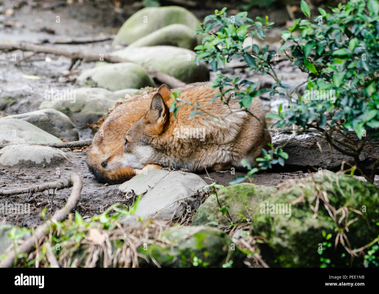 Lupo grigio marrone con pelo arrotolato a riposo in mezzo al verde della natura Foto Stock