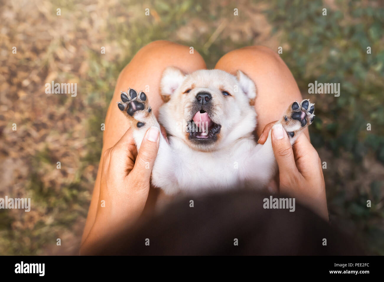 Giovani simpatico Labrador retriever cucciolo di cane Foto Stock