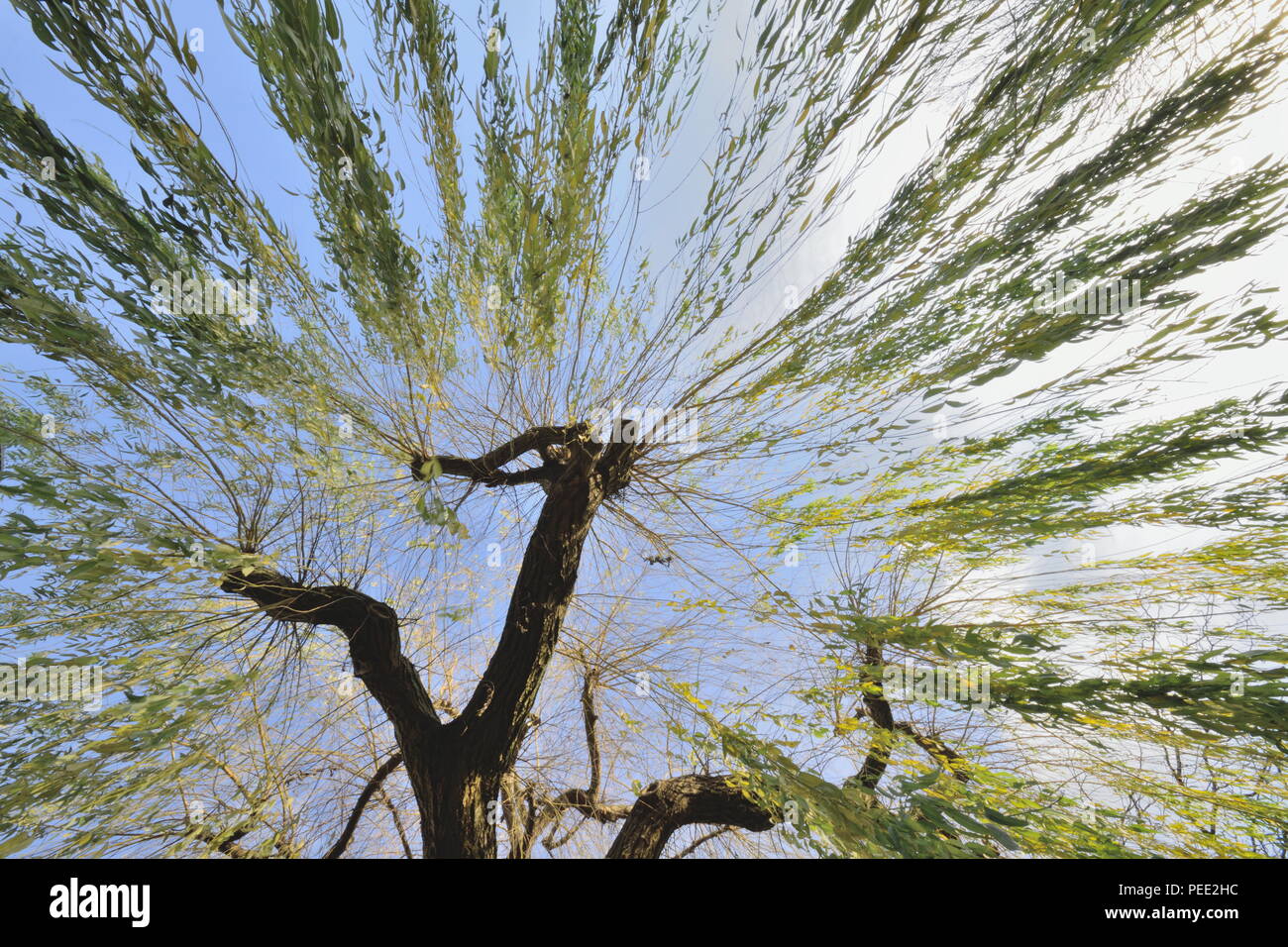 Rami di albero di salice pendente da un trunk Foto Stock