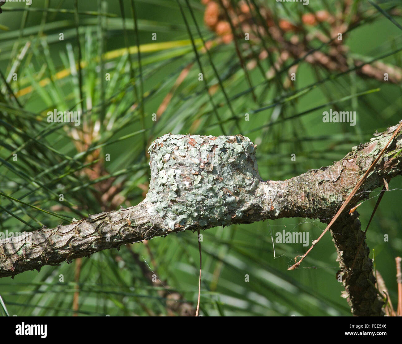 Ruby-Throated Hummingbird Nest Foto Stock