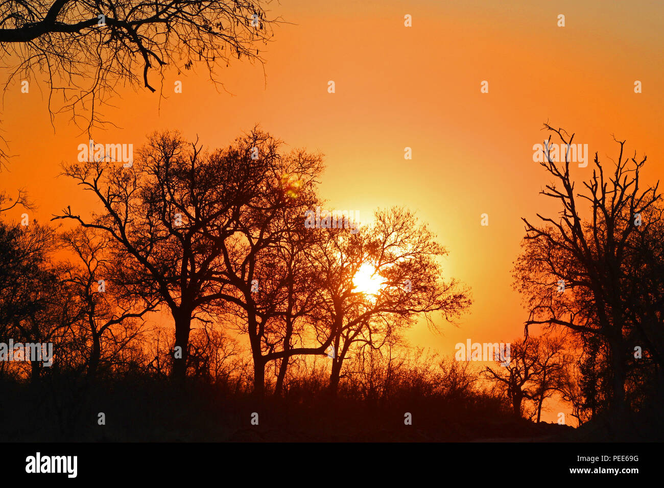 African cielo arancione al tramonto. Biyamiti, Kruger National Park, Sud Africa Foto Stock
