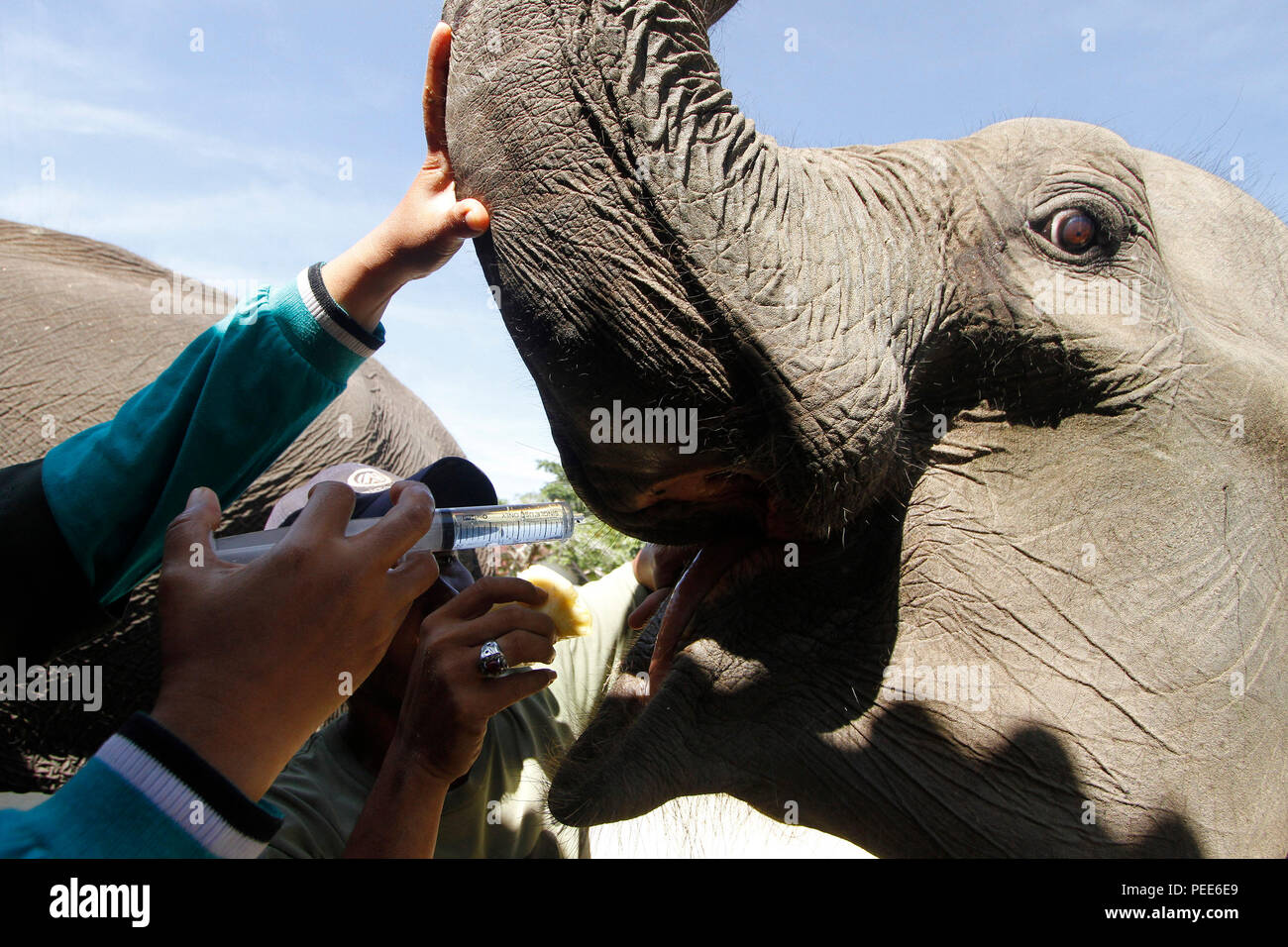Un Veterinario inietta antielmintico in elephantâ€™s in bocca alla conservazione nel Minas, Siak Regency, nella provincia di Riau, Indonesia. Il medical examinat Foto Stock