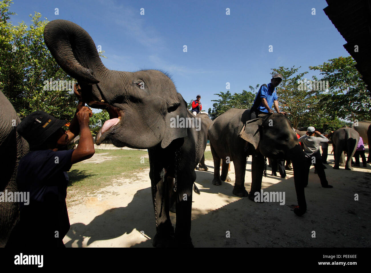 Gli elefanti con loro trainer queuing per antielmintico iniezione durante la conservazione nel Minas, Siak Regency, nella provincia di Riau, Indonesia. L'esame medico Foto Stock