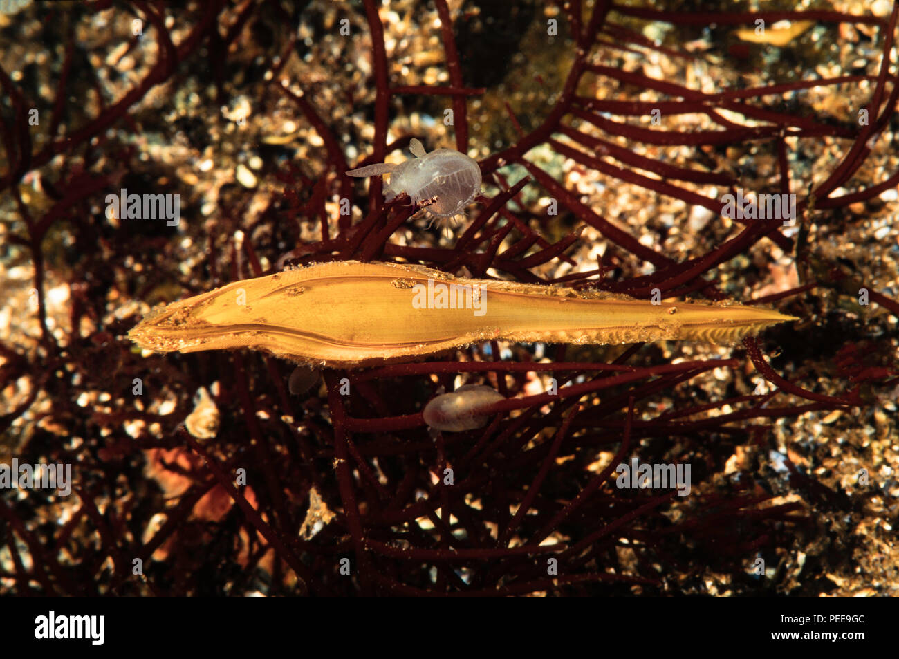 Questo è il caso di uova di un ratfish, Hydrolagus collei. Un adulto ratfish è quasi un metro di lunghezza e correlati a squali. La British Columbia, Canada. Foto Stock