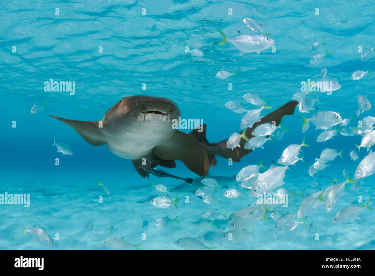Questo squalo nutrice, Ginglymostoma cirratum, è raffigurato con una scuola di juvinile martinetti. Bahamas. Foto Stock