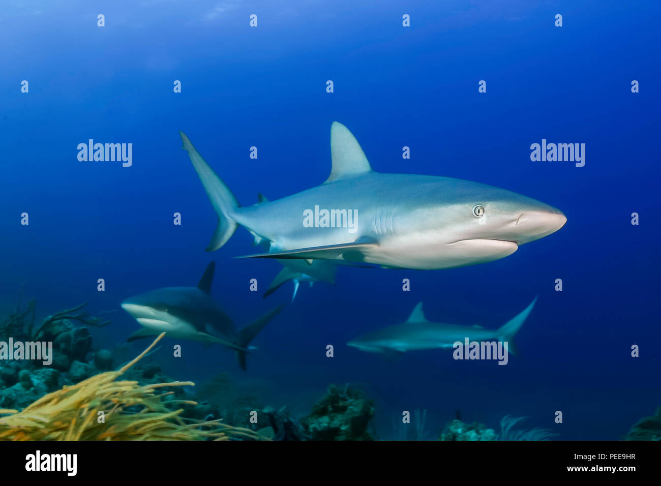 Caraibi squali di barriera, Carcharhinus perezi, possono essere trovati nell'Atlantico occidentale e dei Caraibi dalla Florida e Bermuda a sud del Brasile tra cui p Foto Stock