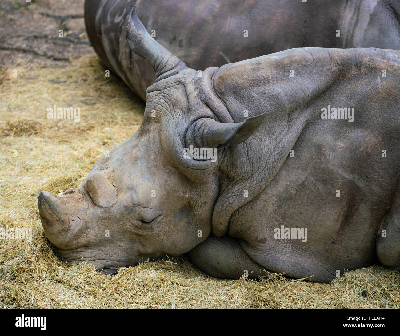 Bianco o piazza-rhinoceros a labbro vista ravvicinata della testa e due corna Foto Stock