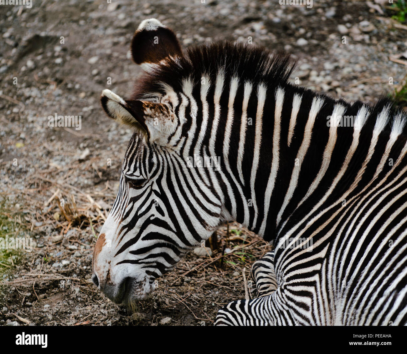 Di Grevy zebra Equus grevyi anche sapere come l'imperial zebra ritratto closeup Foto Stock
