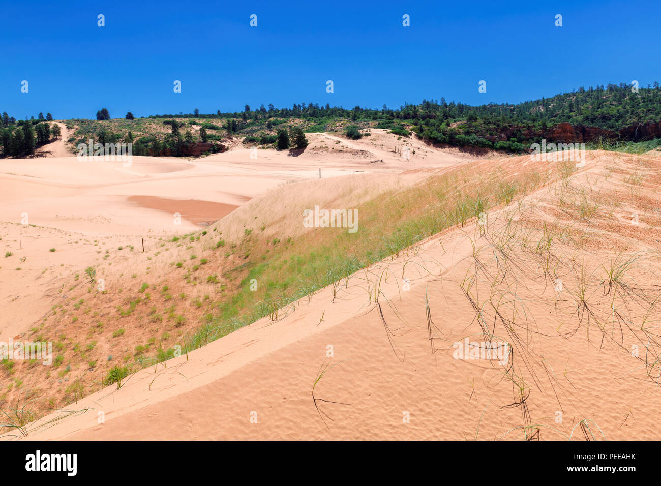 Dune di sabbia in Coral Pink sand dunes state park, Kanab, Utah. Foto Stock