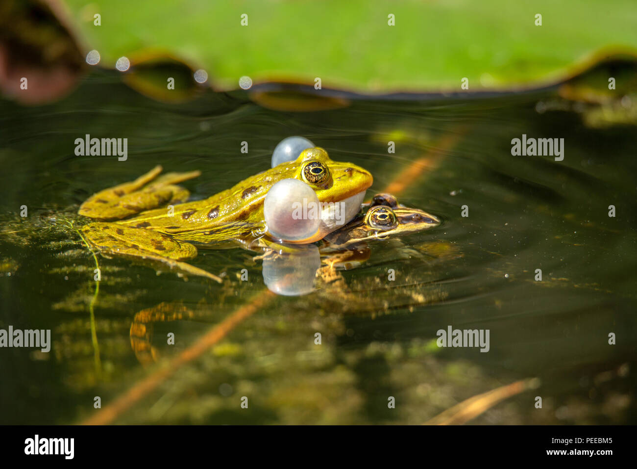 Pelophylax, animale, Natura, Svizzera, vero rane, Anfibi Foto Stock