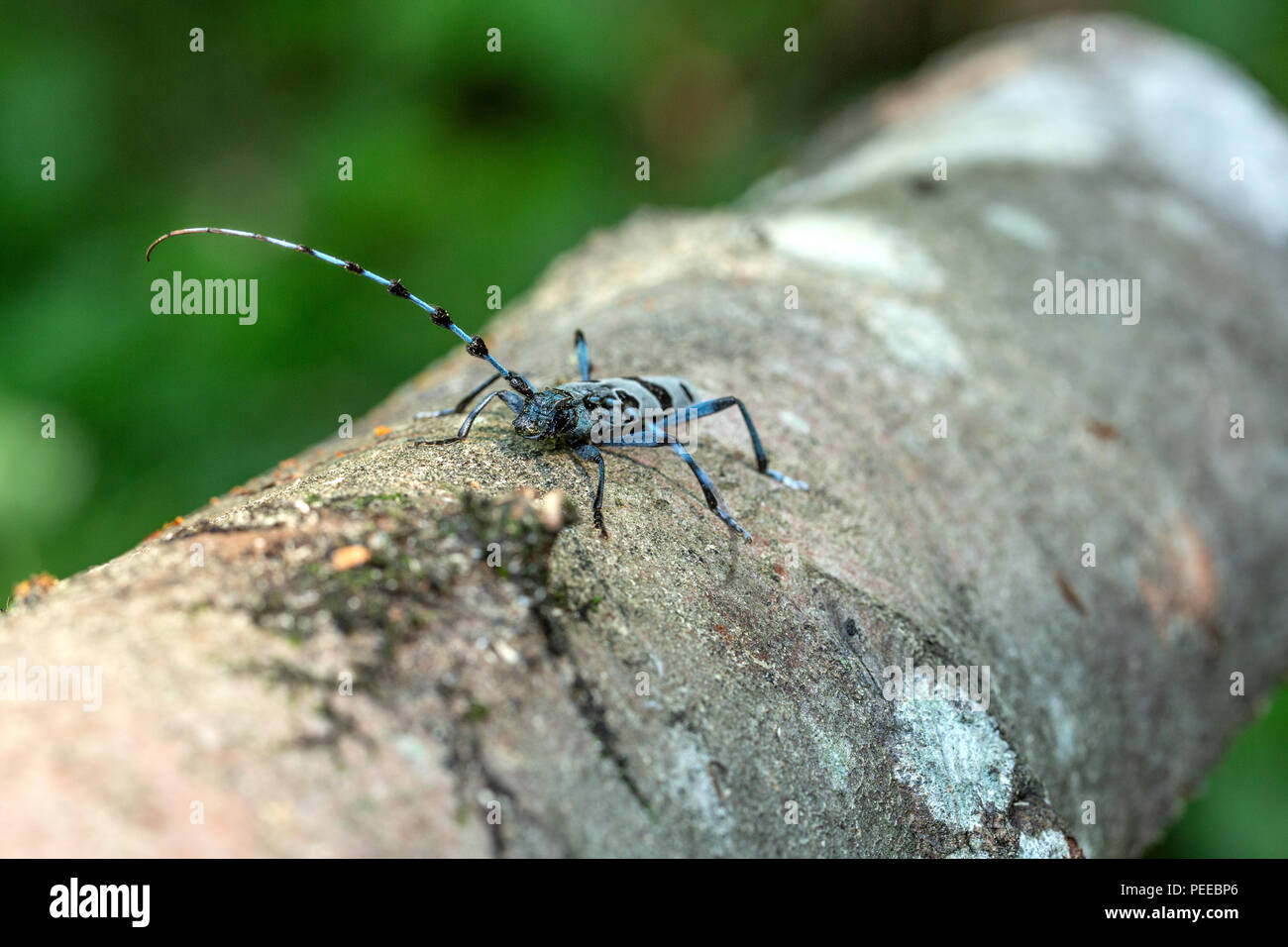 Rosalia alpina Rosalia longicorn, Alpine longhorn beetle, Beetle, animali, insetti, Svizzera Foto Stock