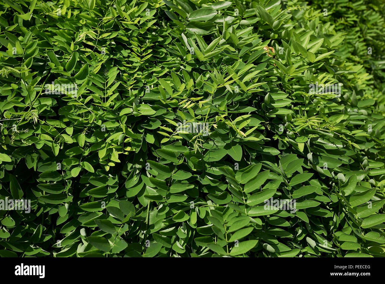 Styphnolobium japonicum pendula Foto Stock