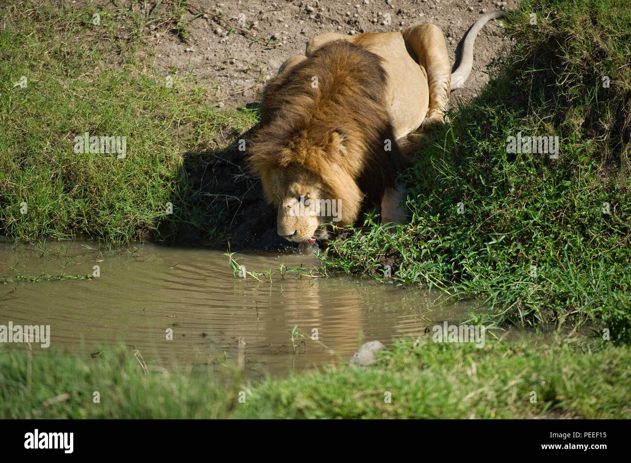 African Lion maschio Pathera leo bevendo al waterhole Masai Mara Kenya Foto Stock