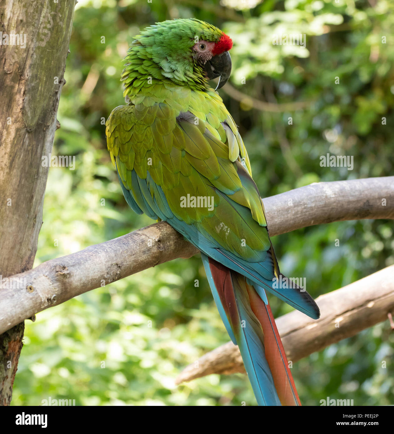 Un verde Macaw militare Foto Stock