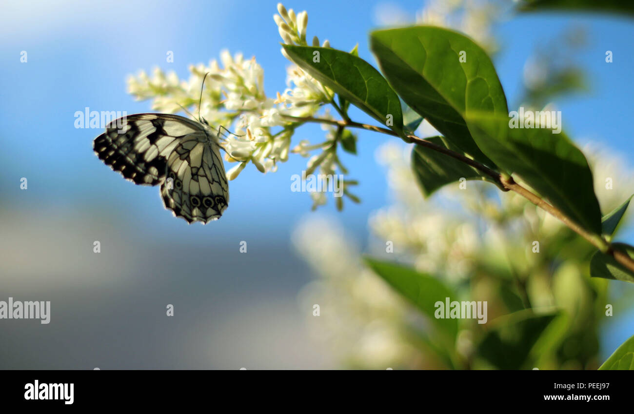 Melanargia Galathea il bianco marmo butterfly Foto Stock