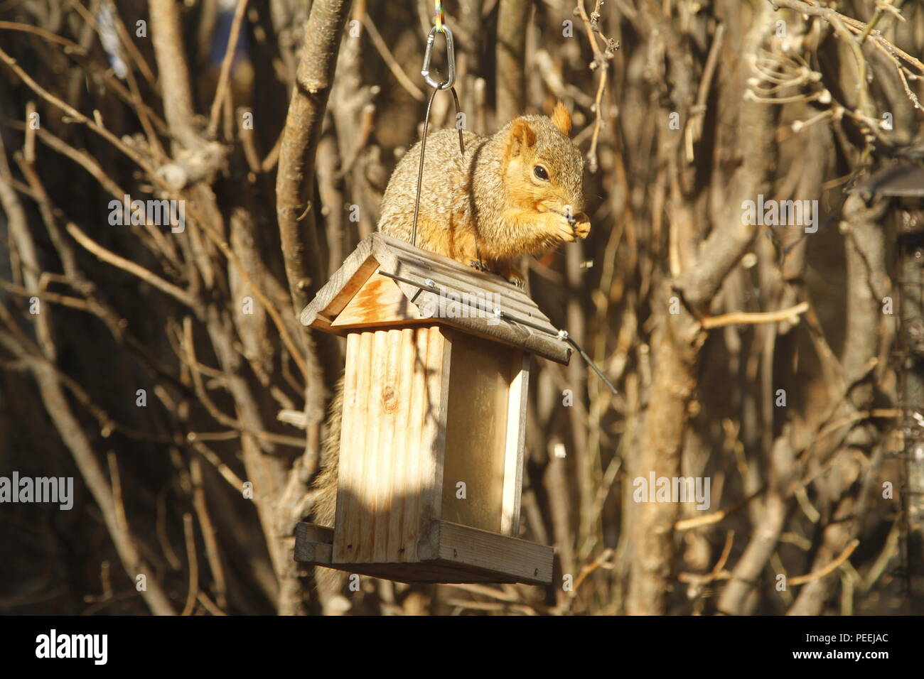 Eastern Fox Squirrel rubare il seme di uccelli, Montana, USA Foto Stock