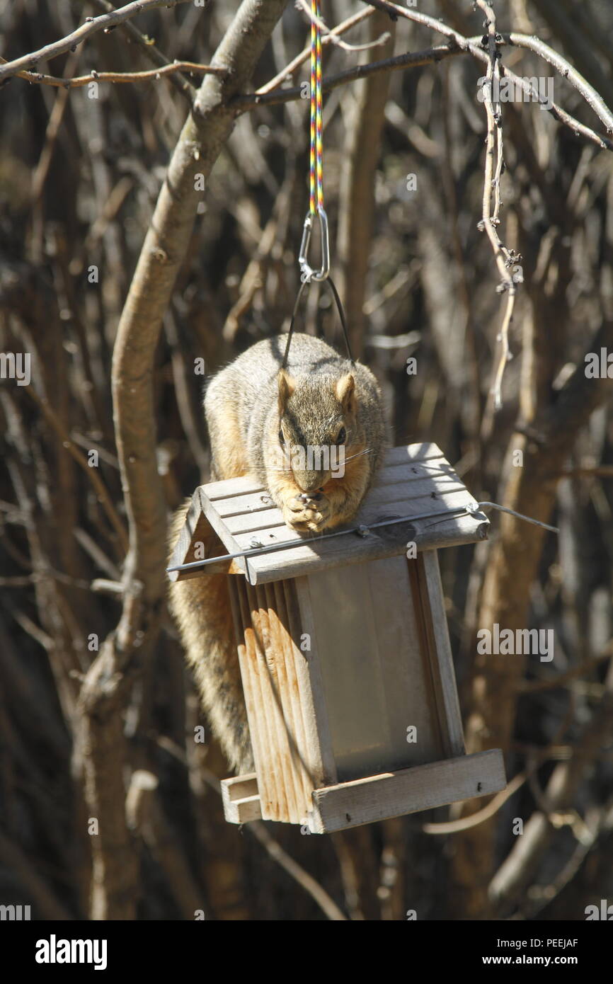 Eastern Fox Squirrel rubare il seme di uccelli, Montana, USA Foto Stock