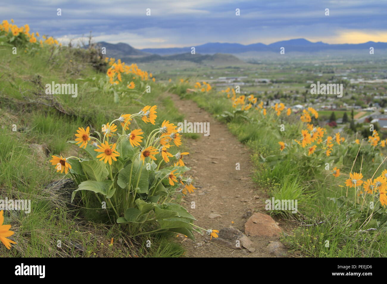 Balsamroot bloom sul sistema di prova del monte Helena City Park, Helena, Montana, USA Foto Stock