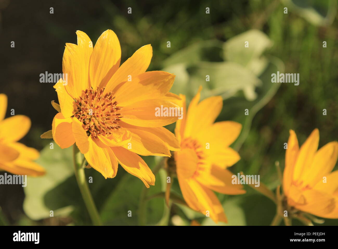 Close up di un fiore balsamroot, Montana, USA. Foto Stock