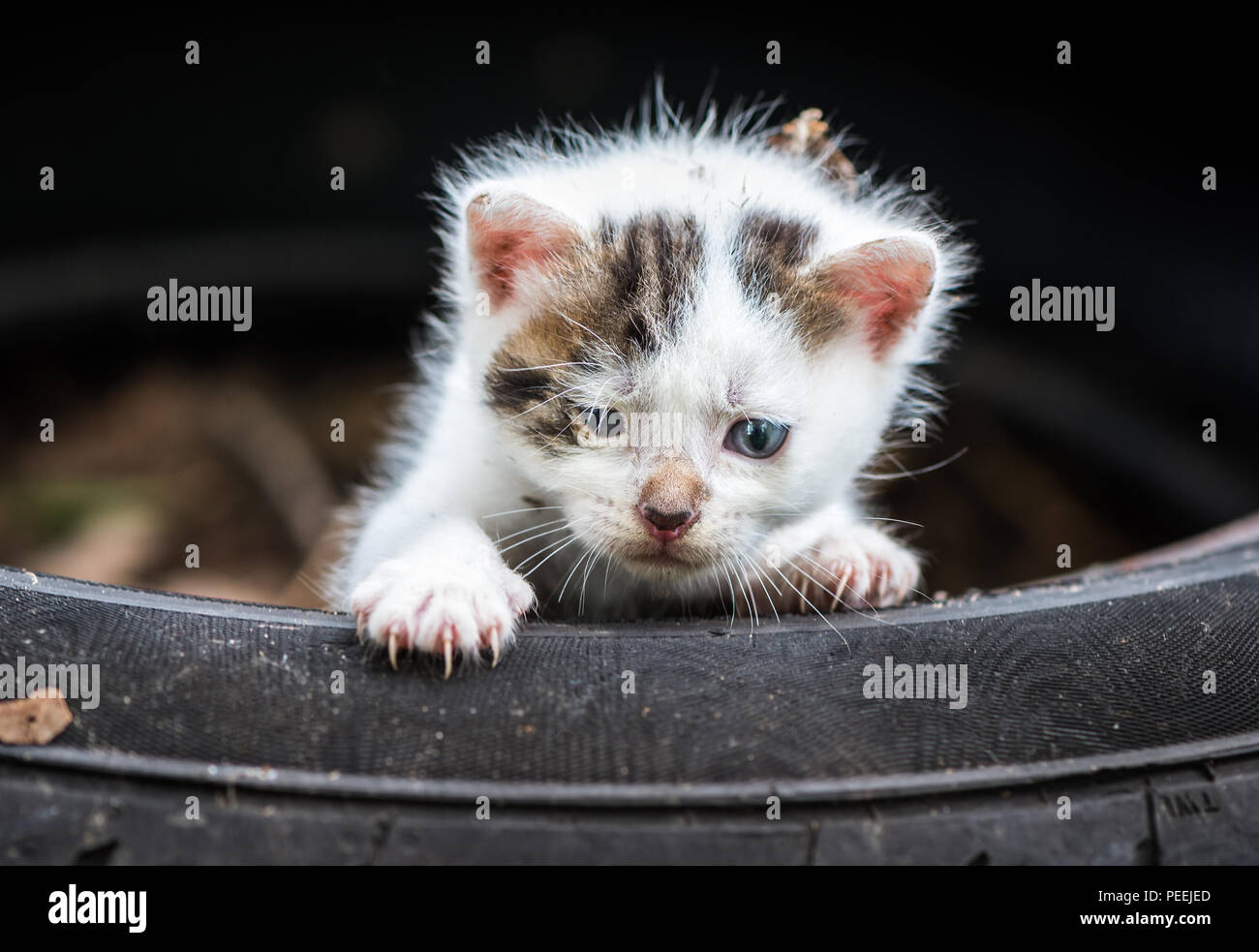 Appena nato il piccolo grazioso Baby bianco Cat Foto Stock