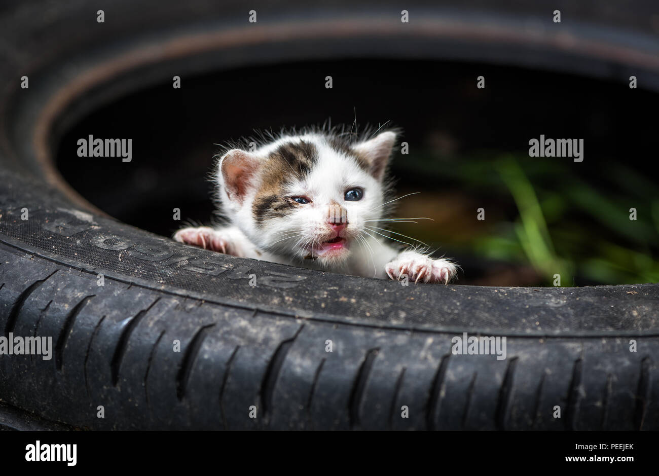 Appena nato il piccolo grazioso Baby bianco gatto con bocca aperta senza denti Foto Stock