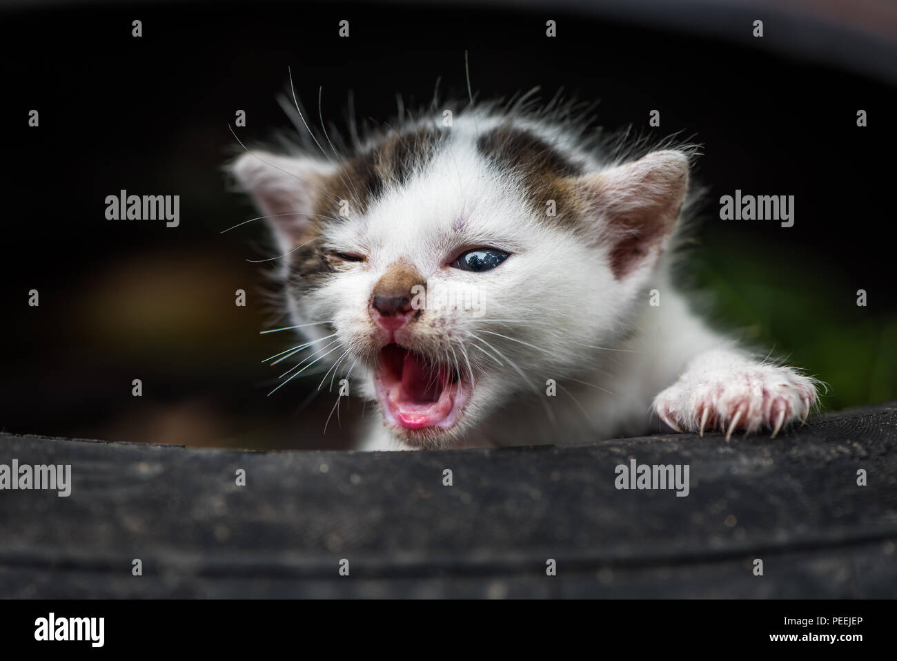Appena nato il piccolo grazioso Baby bianco gatto con bocca aperta senza denti Foto Stock