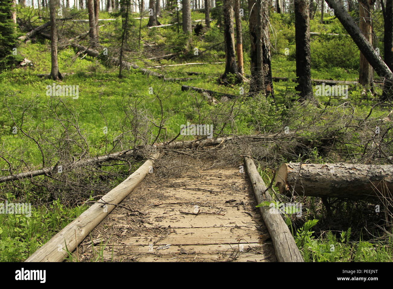 Forest Service sentieri in rovina a causa dei tagli di bilancio, Bob Marshall Wilderness, Teton Pass Area, Montana, USA Foto Stock
