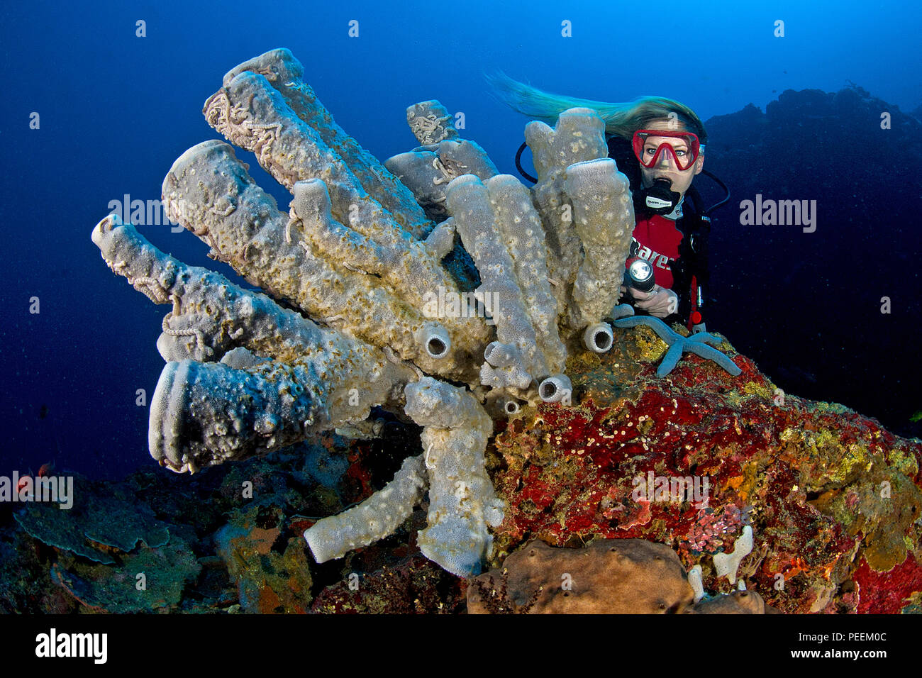 Scuba Diver dietro il tubo di spugne (Callyspongiidae) e un mare blu star (Linckia laevigata), Negros, Filippine Foto Stock