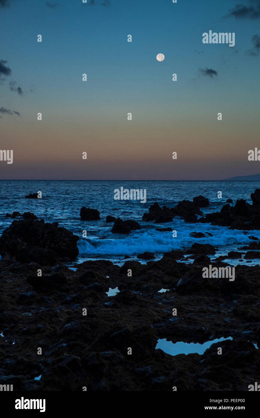 Luna piena e tre gabbiani ad alba sulla costa di Tenerife, Isole Canarie, Spagna Foto Stock