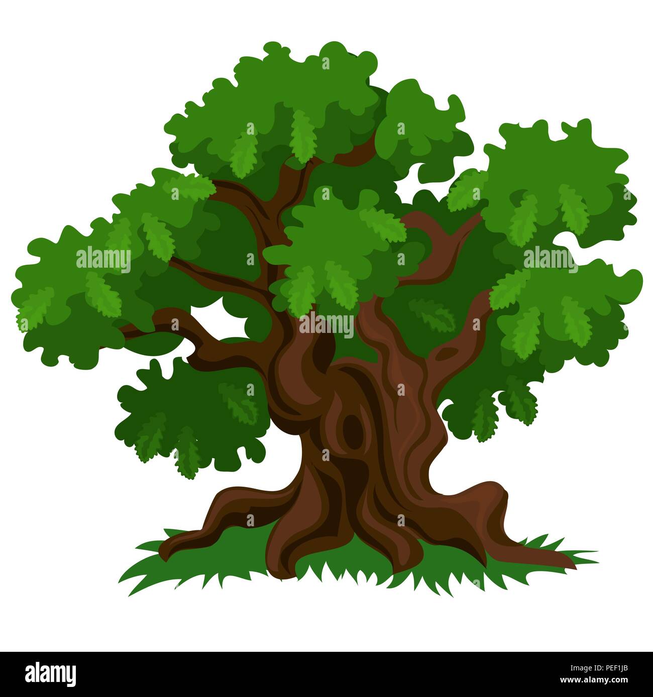 Un deciduo quercia con foglie verdi ed erba fresca isolati su sfondo bianco. Vector cartoon close-up illustrazione. Illustrazione Vettoriale