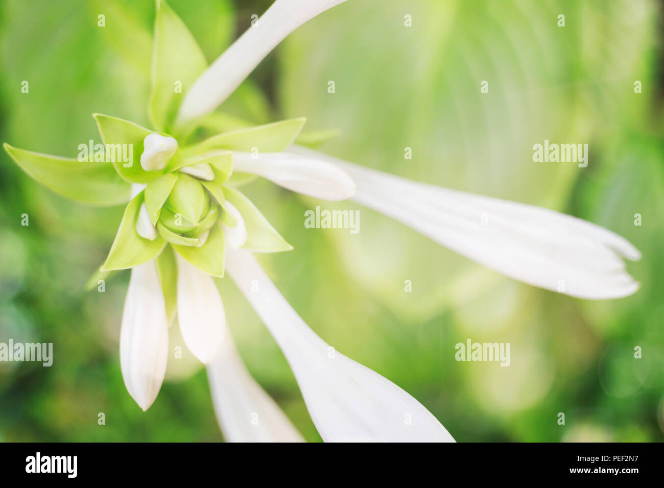 Bella bianca hosta fiore. Soft focus immagine. Foto Stock