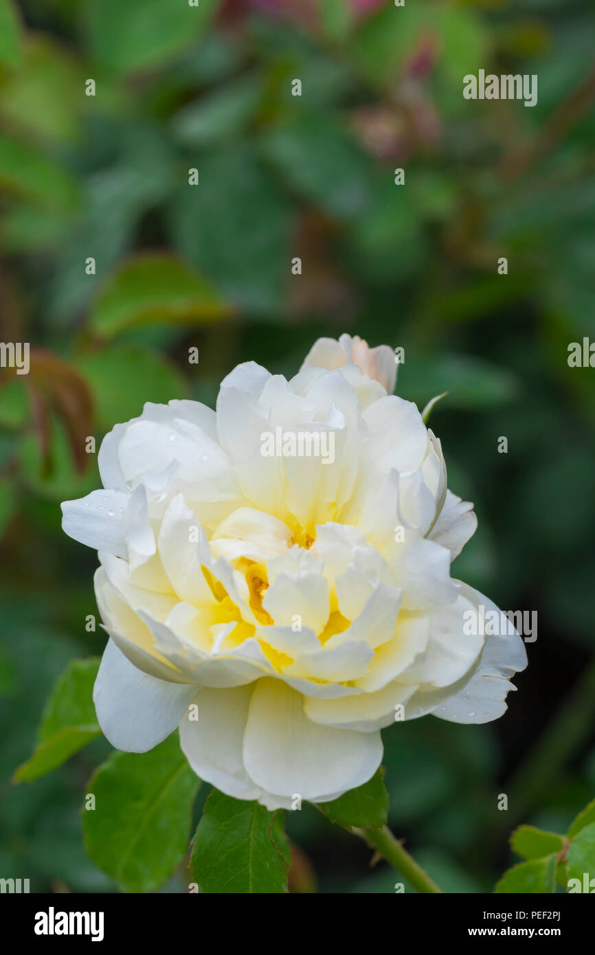 Un invecchiamento della Rosa "Imogen' (Austritch), un morbido inglese limone rosa ad arbusto in fiore tardo in estate nel West Sussex, in Inghilterra, Regno Unito. Foto Stock