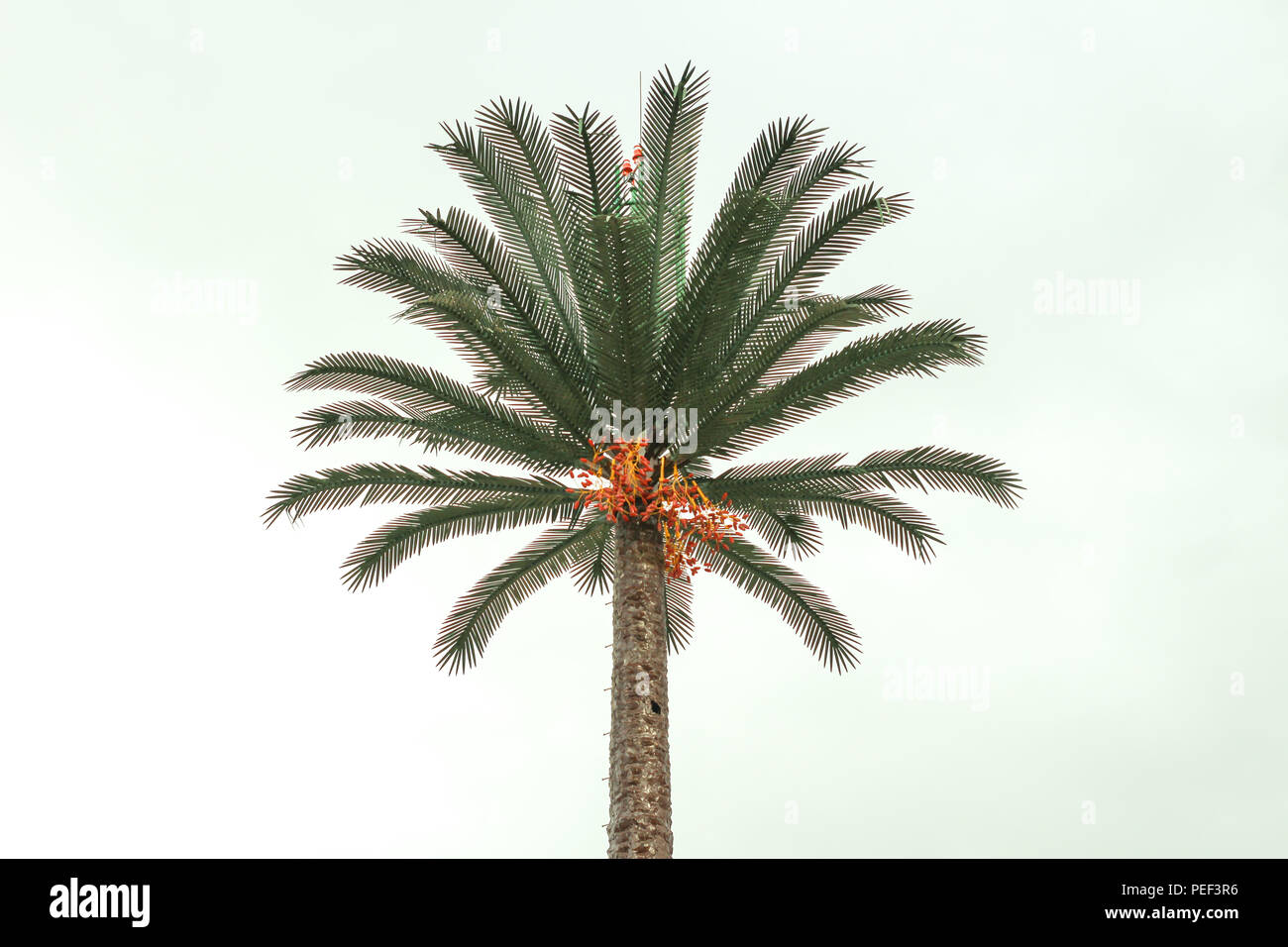 Impianto di Palm tree o albero di cocco sul bianco isolato su sfondo Muscat Oman Golfo Foto Stock