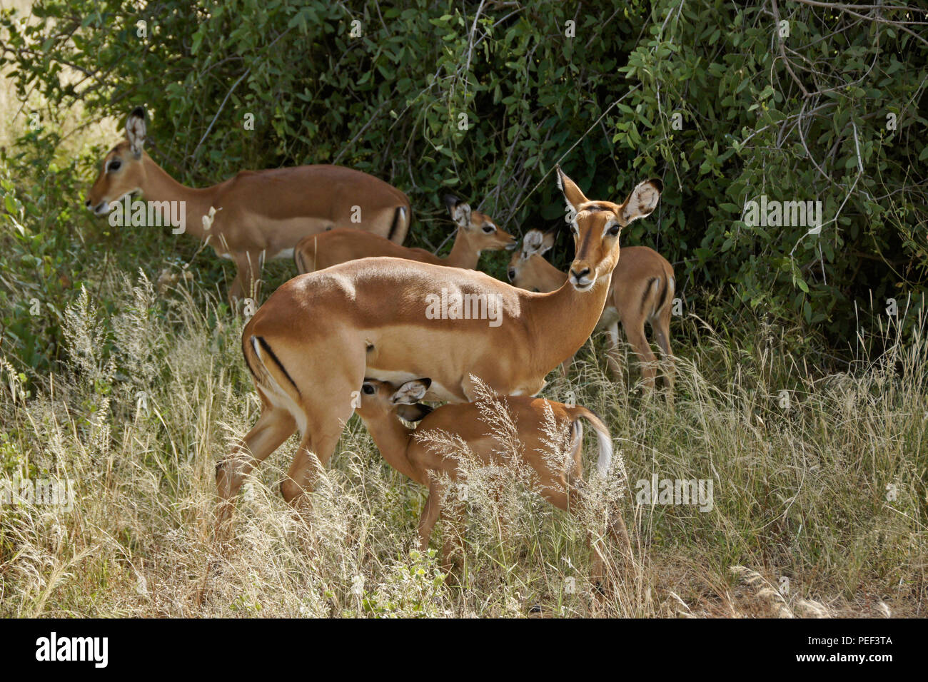 Impala femmina con giovani, compresi lattante, Samburu Game Reserve, Kenya Foto Stock