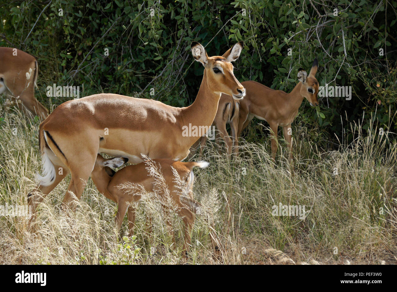 Impala femmina con giovani, compresi lattante, Samburu Game Reserve, Kenya Foto Stock