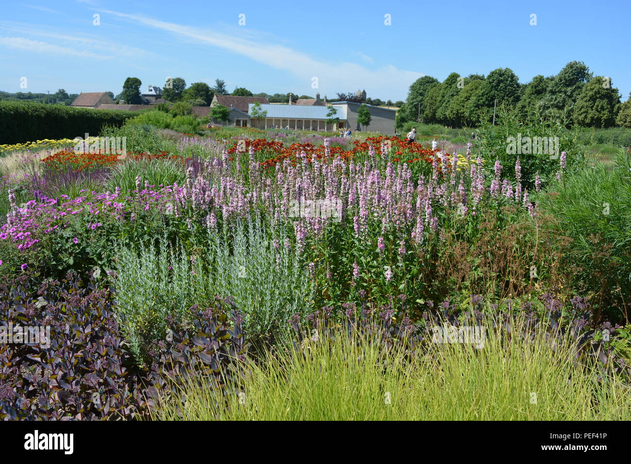 Vista su campo Oudolf progettato dall architetto paesaggista Piet Oudolf per la galleria principale edificio di Hauser & Wirth, Bruton, Somerset, Inghilterra Foto Stock