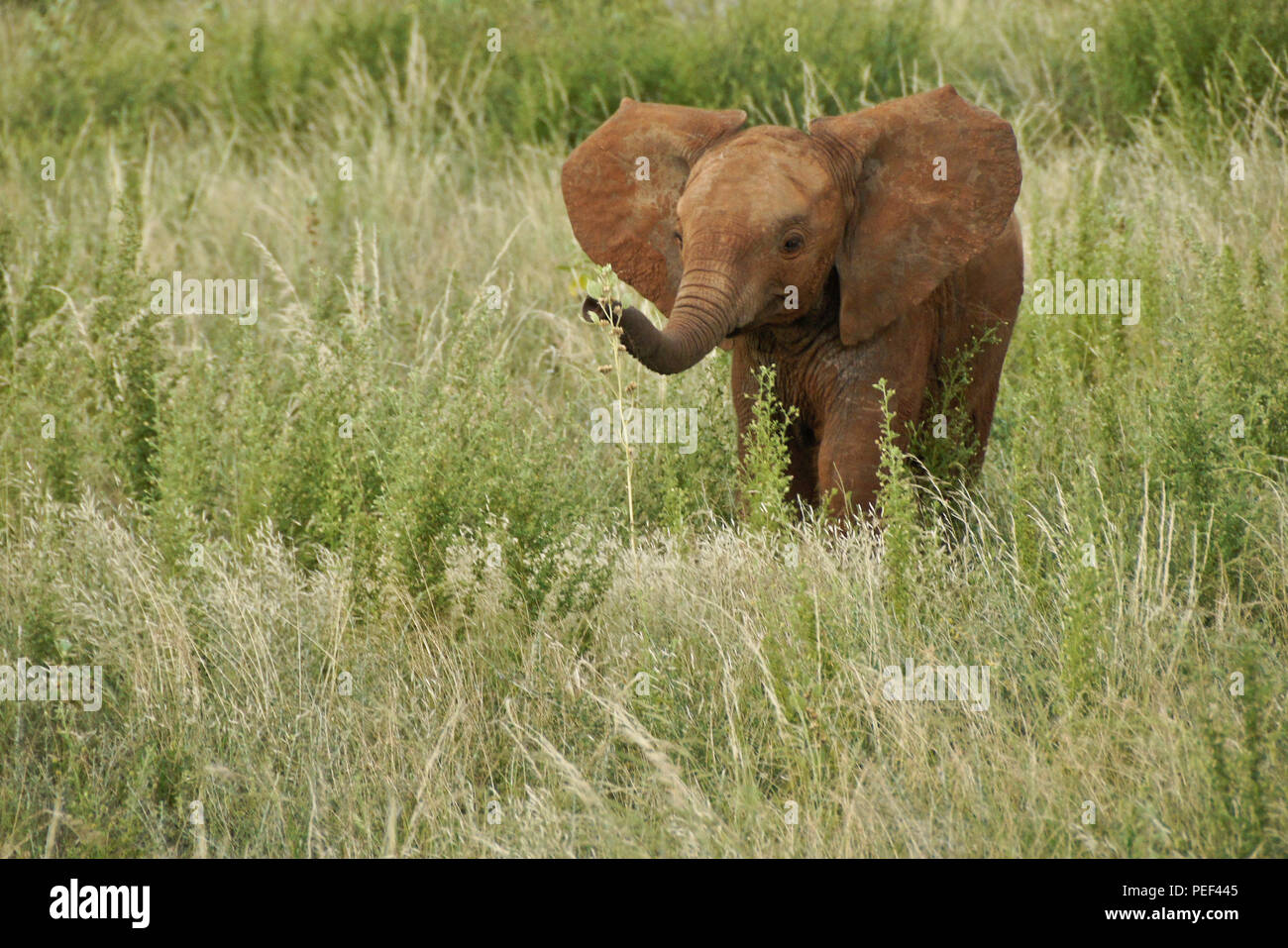 Giovane elefante gioca con fiore, Samburu Game Reserve, Kenya Foto Stock