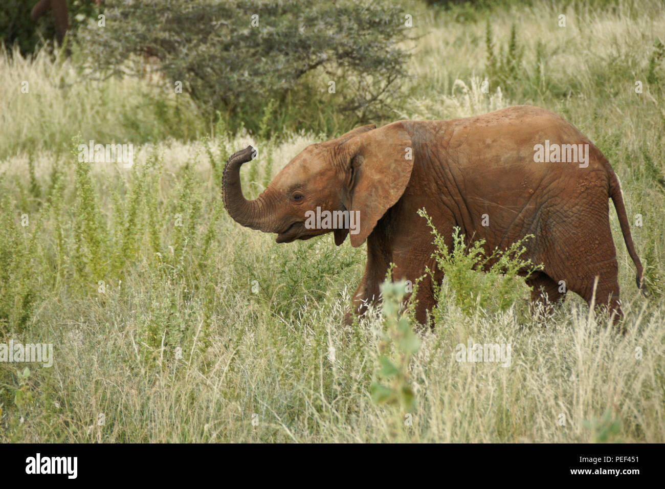 Giovane elefante in erba lunga, Samburu Game Reserve, Kenya Foto Stock