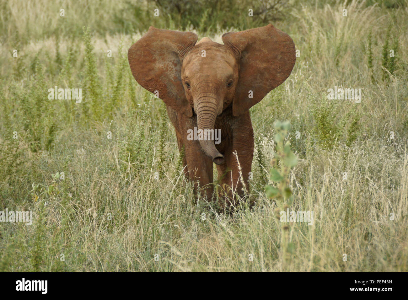 Giovane elefante in erba lunga, Samburu Game Reserve, Kenya Foto Stock
