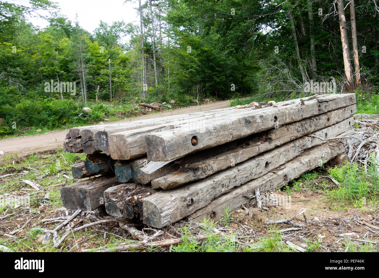 Una pila di blocchi di legno di legno nella foresta di Adirondack utilizzato per costruire ponti di registrazione d'inverno. Foto Stock