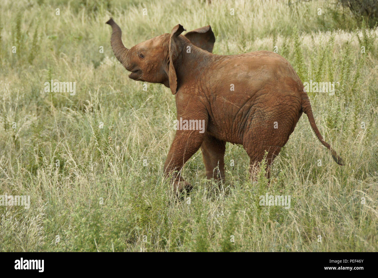 Giovane elefante giocando in erba lunga, Samburu Game Reserve, Kenya Foto Stock