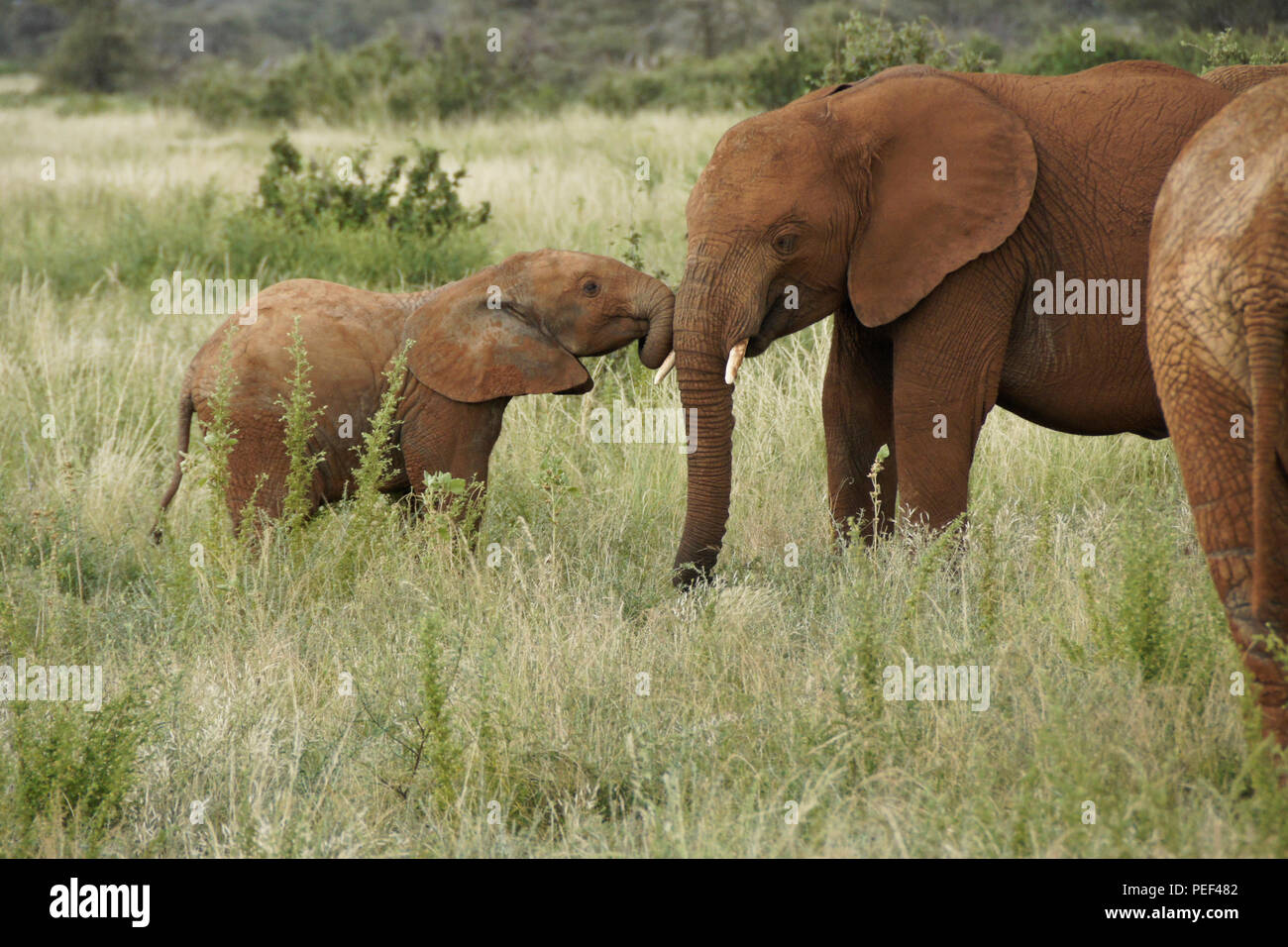 Elefante nuzzling vitello vecchio elefante, Samburu Game Reserve, Kenya Foto Stock