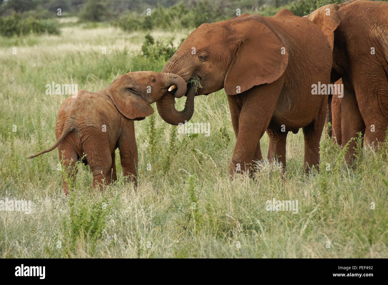Vitello di elefante a giocare con vecchi elefante, Samburu Game Reserve, Kenya Foto Stock