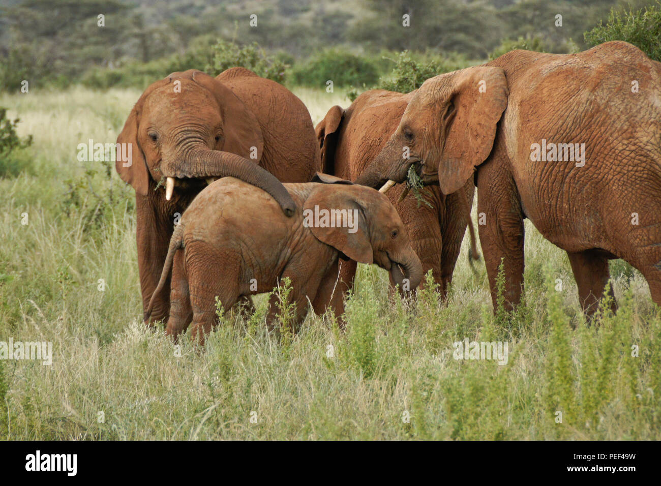 Gli elefanti mangiare, saluto, giocando in Samburu Game Reserve, Kenya Foto Stock