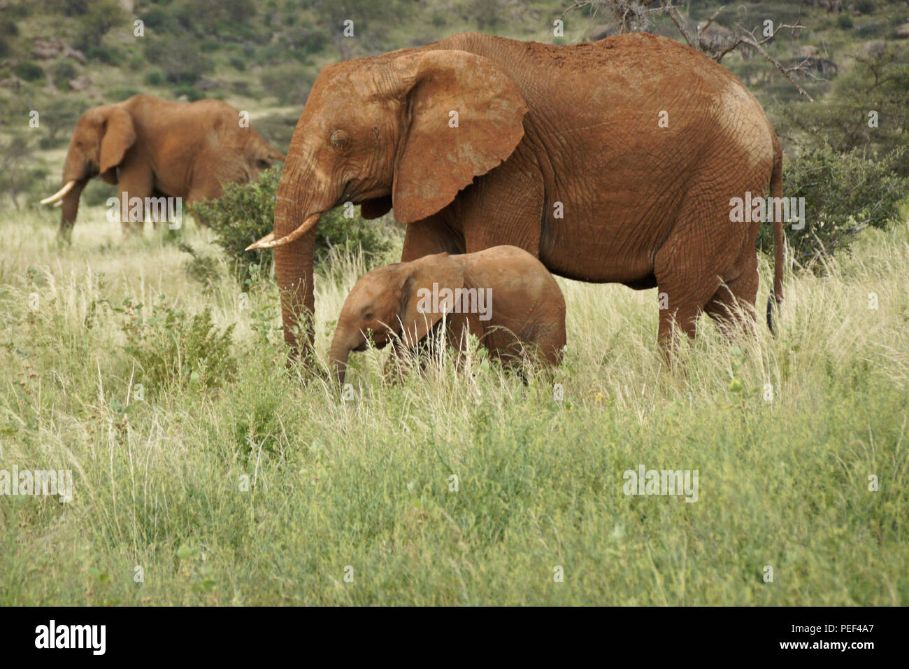 Gli elefanti alimentando in Samburu Game Reserve, Kenya Foto Stock